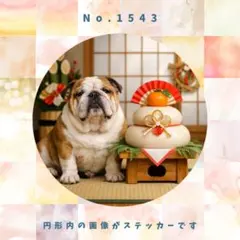 【送料無料】　防水ステッカー　ブルドッグ　お正月　No.1543