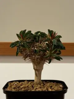 レア実生！ マフィンゲンシス ユーフォルビア 多肉植物 塊根植物