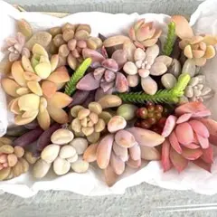 【多肉弁当♡かわいい♡寄せ植えパック】★カット苗★現品