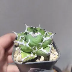 たゆたう様 リクエスト 2点 まとめ商品