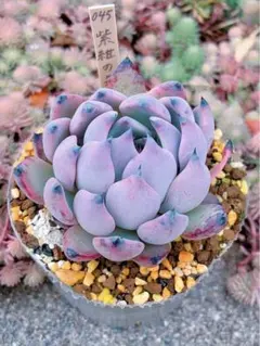 【ミックスベリア】No.045 紫紺の矢