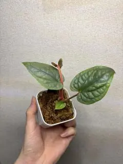 アンスリウム ルクスリアンス×AOS 2号株 LXA6702 - メルカリ