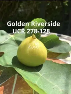 Golden side UCR278-128 3年生 苗木 Golden Riverside Fig(UCR 278-128) ゴールデンリバーサイド イチジク