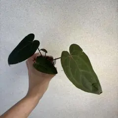 Anthurium RVDP✖️AOSのサムネイル