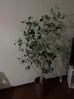 Item thumbnail for item e26c6ee0-8a28-42ba-a880-d3f1cec60f54