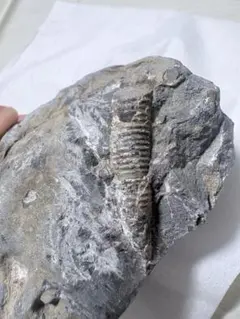 2026年最新】アンモナイト 化石 北海道の人気アイテム - メルカリ