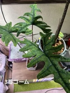 2026年最新】アロカシア 芋の人気アイテム - メルカリ