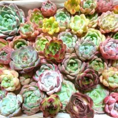 o多肉植物エケベリア〈カット苗〉☆寄植えMIXサイズ色々☆