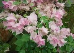 ブーゲンビリア　斑入り　希少　No972 　らくらくメルカリ便発送‼️ ブーゲンビリア 斑入り白 - メルカリ