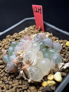 4h 多肉植物 ハオルチア OB-1実生錦 自家繁殖 鉢植え発送 - メルカリ