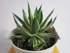 アガベ ロファンサ 五色万代 クアドリカラー 子株 多肉植物 - メルカリ