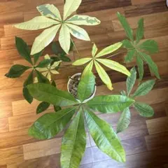 2026年最新】パキラムーンライトの人気アイテム - メルカリ