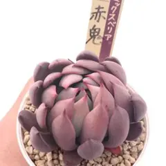 ち*ん様 【極上苗】ミックスベリア 赤鬼 多肉植物 おらいさん 自家繁殖苗