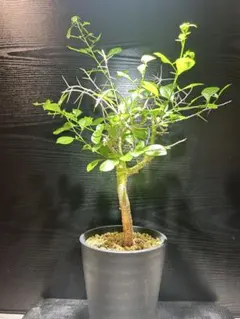 [6]　斑入り　ガジュマル　白斑　6号鉢　鉢底から全長約68cm　横幅約58cm 6] 斑入り ガジュマル 白斑 6号鉢 鉢底から全長約68cm 横幅約58cm
