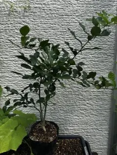 果樹苗 コブミカン カファライム 6寸6鉢 果実 - メルカリ