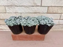 多肉植物・しらゆきミセバヤ３ポット