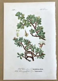 19世紀ドイツの博物画 植物図鑑 ボタニカルアート約41×32cm ① - メルカリ