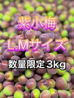 和歌山県産　生産地域限定　【希少品種 】紫小梅　3Kg みかんキング