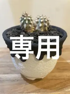2025年最新】left botanicalの人気アイテム - メルカリ