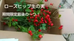 ★期間限定★これで終了！ローズヒップ 生の実