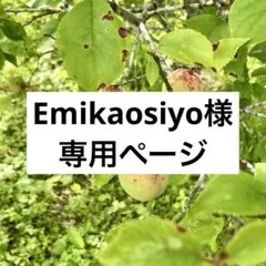 Emikaosiyo様専用ページ 岩手県産 梅 7/5朝収穫予定 【即日発送】のサムネイル