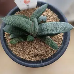 2026年最新】ガステリア属の人気アイテム - メルカリ