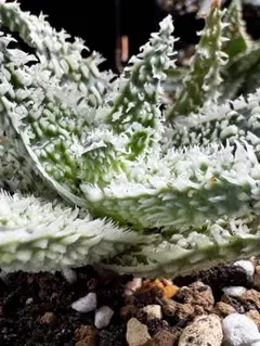 2025年最新】aloe hybridの人気アイテム - メルカリ