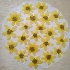 No.963 ビデンスの押し花 レモンサワー小さなサイズ／押し花素材