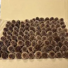 カラマツ松ぼっくり 100個