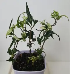 モッピー様 リクエスト 2点 まとめ商品