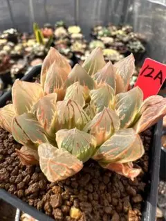 2025年最新】ハオルチア 錦 糊斑の人気アイテム - メルカリ