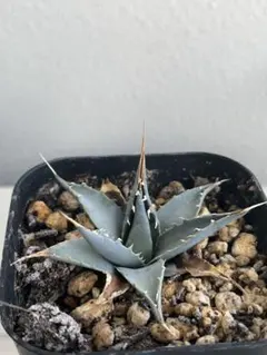 2025年最新】エボリスピナ 陽炎の人気アイテム - メルカリ