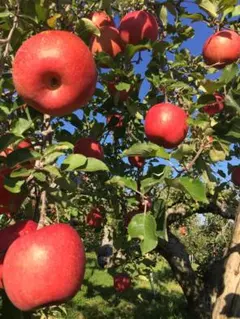 shun様専用ページ　サンふじ　家庭用　農家直送