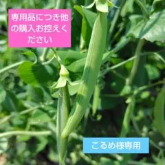 こるめ様専用　スナップえんどう