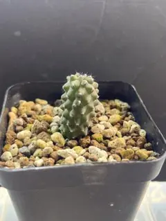 2026年最新】copiapoaの人気アイテム - メルカリ