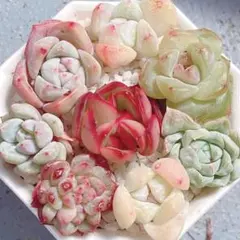 スーパーマリオ様 リクエスト 2点 まとめ商品