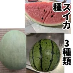 2026年最新】すいかのたねの人気アイテム - メルカリ