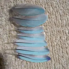 鳥の羽根 ⭐️ニシブッポウソウの羽根