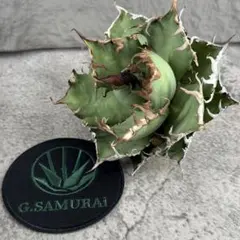 2025年最新】アガベ オアハカ 現地の人気アイテム - メルカリ