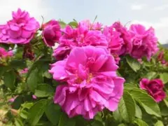 graymint様 リクエスト 2点 まとめ商品