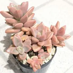 多肉植物 ブラックプリンス【抜き苗】 - メルカリ