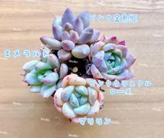 【レア品種】☆4種類☆多肉植物4苗セット 土・根付きのサムネイル