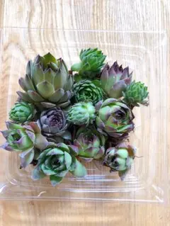 センペルビウム詰め合わせ