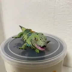 イグアナ＆co. 9体 イグアナ＆co. 9体