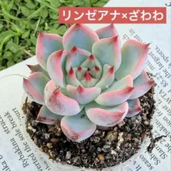 【おらいさん苗】リンゼアナ×ざわわ★多肉植物のサムネイル