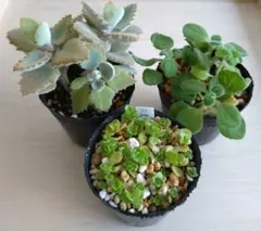 ホワイトリーフ＆アロマティカス＆丸葉万年草⭐️３ポットセット(多肉植物カランコエ