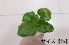 2025年最新】品種名：セントポーリア その他観葉植物の人気アイテム