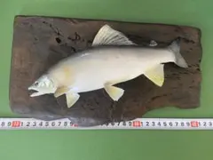 2025年最新】魚剥製の人気アイテム - メルカリ