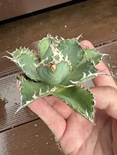 daikiさん様 リクエスト 2点 まとめ商品