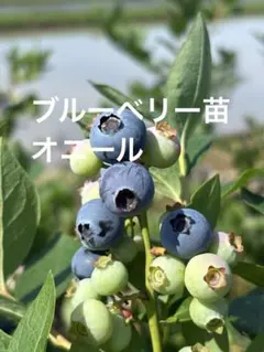 ブルーベリー苗3.5号ポット オニール7、ミスティ7 ブルーベリー苗3.5号ポット オニール7、ミスティ7 - メルカリ